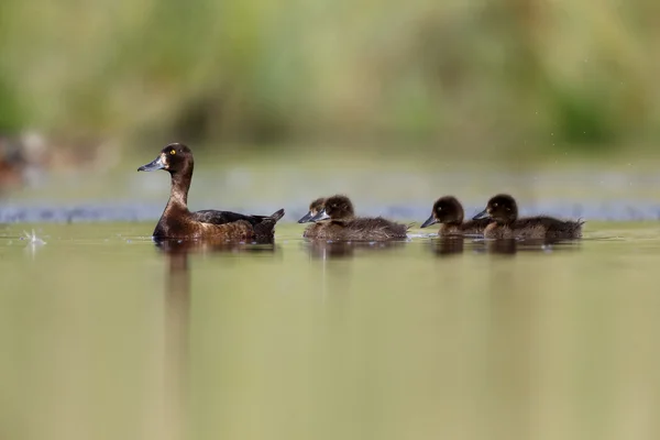 Vousatá kachna, Aythya fuligula — Stock fotografie