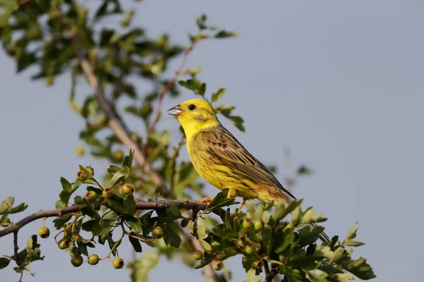 Escribano cerillo, emberiza citrinella — Foto de Stock