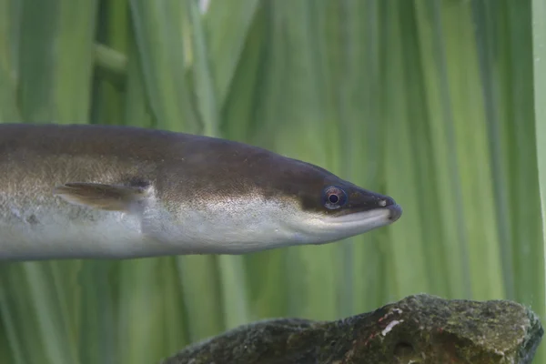 European Eel, Anguilla Anguilla — Stock Photo, Image