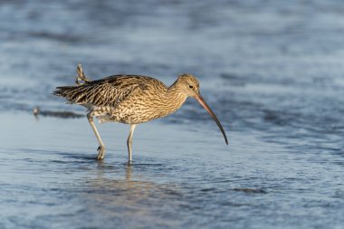 Curlew, Numenius arquata, Sahilde tek bir kuş, Northumberland, Ekim 2021