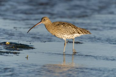 Curlew, Numenius arquata, Sahilde tek bir kuş, Northumberland, Ekim 2021