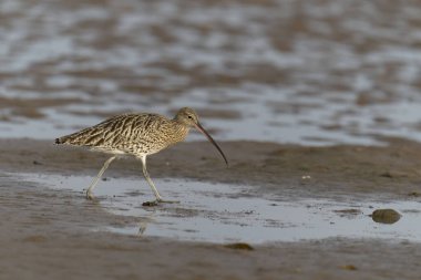 Curlew, Numenius arquata, Sahilde tek bir kuş, Northumberland, Ekim 2021