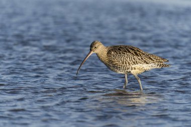 Curlew, Numenius arquata, Sahilde tek bir kuş, Northumberland, Ekim 2021