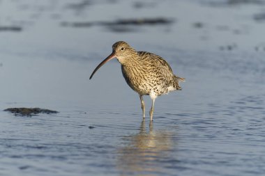 Curlew, Numenius arquata, Sahilde tek bir kuş, Northumberland, Ekim 2021