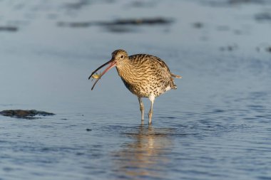 Curlew, Numenius arquata, sahilde yengeçli tek kuş, Northumberland, Ekim 2021