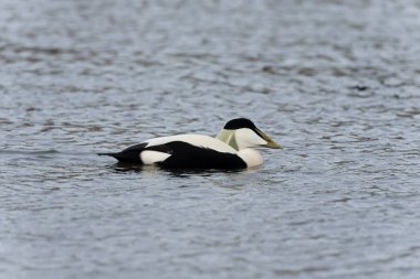 Eider ördeği, Somateria mollissima, suda bekar erkek, Northumberland, Ekim 2021