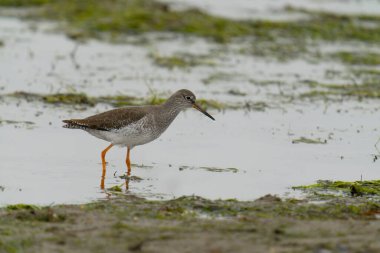 Redshank, Tringa totanus, Sahildeki tek kuş, Northumberland, Ekim 2021