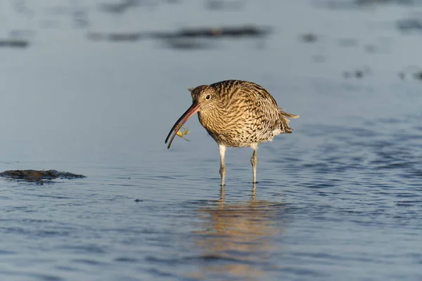 Curlew, Numenius arquata, Single bird in water on beach with crab, Northumberland, October 2021