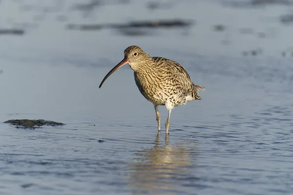 Curlew Numenius Arquata Μονό Πουλί Νερό Στην Παραλία Northumberland Οκτώβριος — Φωτογραφία Αρχείου