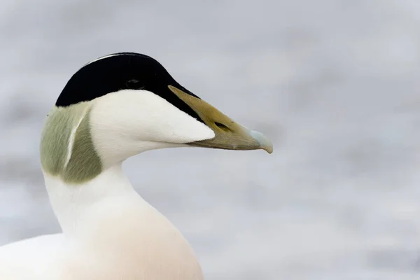 Eider Duck Somateria Mollissima Single Male Head Shot Northumberland October — 图库照片