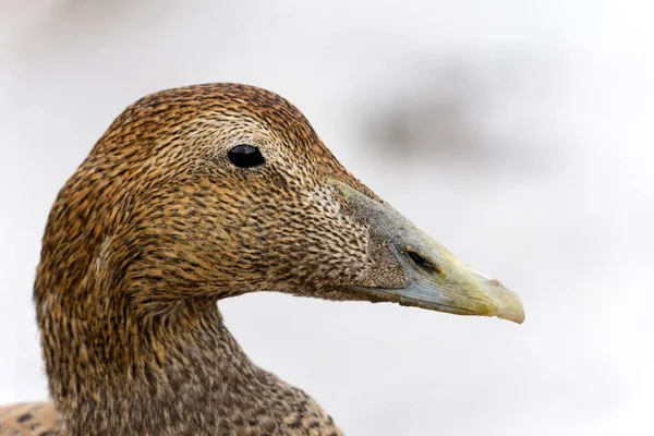 Eider Duck Somateria Mollissima Single Female Head Shot Northumberland Ottobre — Foto Stock
