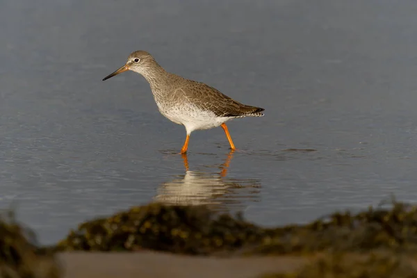 Redshank Tringa Totanus Singelfågel Stranden Northumberland Oktober 2021 — Stockfoto