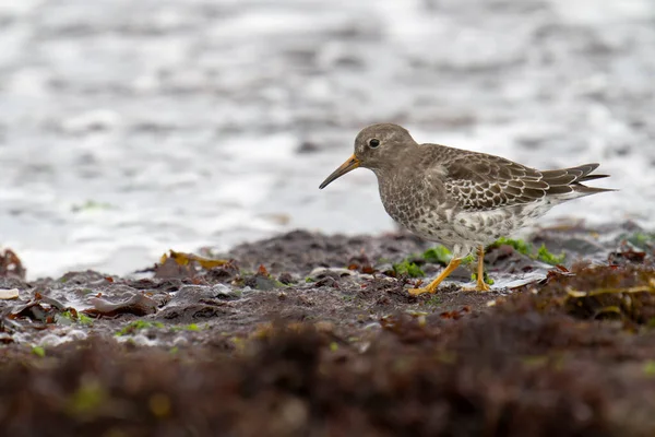 Fioletowy Piaskowiec Calidris Maritima Pojedynczy Ptak Wodorostach Morskich Wzdłuż Wybrzeża — Zdjęcie stockowe