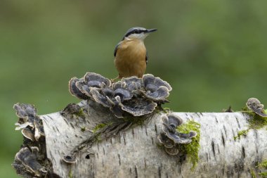 Nuthatch, Sitta europaea, Mantar Üzerine Tek Kuş, Warwickshire, Ekim 2021