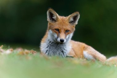 Kızıl Tilki, Vulpes vulpes, çimenlerdeki tek memeli, Ekim 2021  