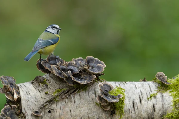 Blue Tit Cyanistes Caeruleus Single Bird Fungi Warwickshire October 2021 — Stock Photo, Image