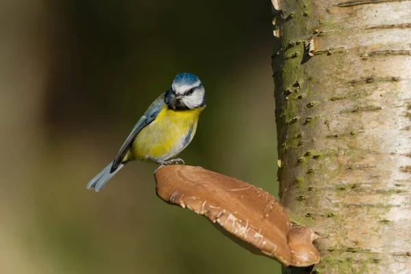 Blue Tit Cyanistes Caeruleus Single Bird Fungi Warwickshire October 2021 — Stok fotoğraf