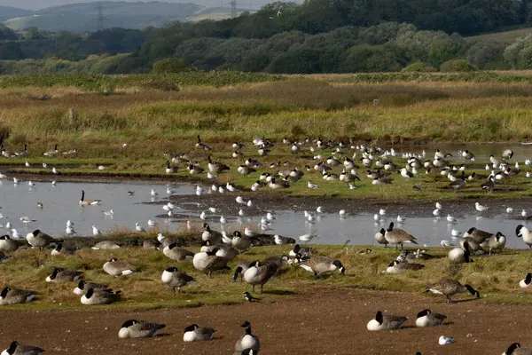 Kanadagäss Branta Canadensis Och Måsar Lodmor Rspb Dorset Oktober 2021 — Stockfoto