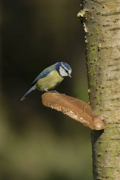 Blue Tit Cyanistes Caeruleus Single Bird Fungi Warwickshire October 2021 — 图库照片