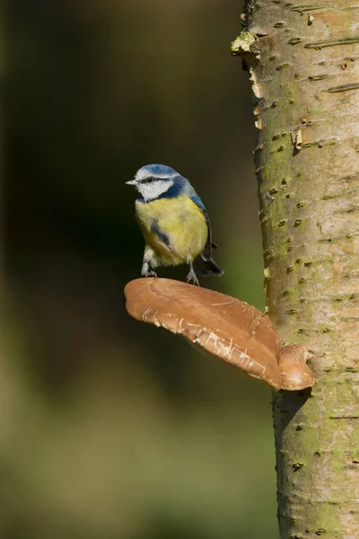 Blue Tit Cyanistes Caeruleus Single Bird Fungi Warwickshire October 2021 — Stok fotoğraf