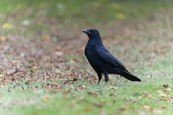 卡里翁乌鸦 科沃斯考隆 草地上的单鸟 伦敦2021年10月 — 图库照片