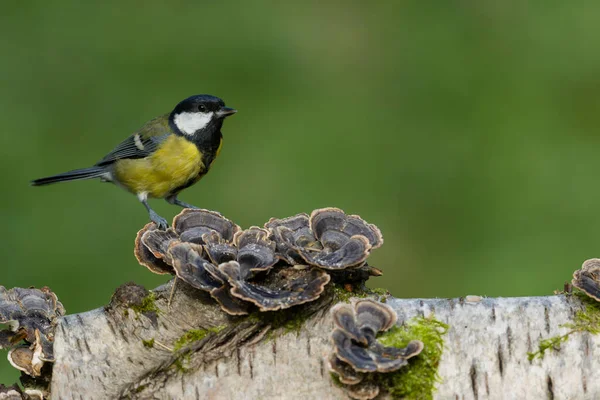 Great Tit Parus Major Single Bird Fungi Warwickshire October 2021 — Stock fotografie