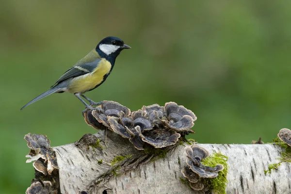 Great Tit Parus Major Single Bird Fungi Warwickshire October 2021 — Photo