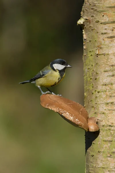 Great Tit Parus Major Single Bird Fungi Warwickshire October 2021 — стоковое фото