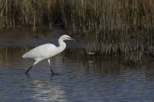 Маленькая Цапля Egretta Garzetta Одинокая Птица Воде Дорсет Октябрь 2021 — стоковое фото