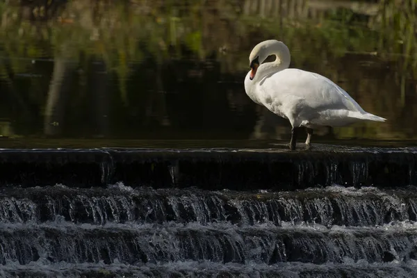 Łabędź Niemy Cygnus Olor Samotny Ptak Wierzchu Mokrego Gniazda River — Zdjęcie stockowe