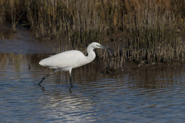 Маленькая Цапля Egretta Garzetta Одинокая Птица Воде Дорсет Октябрь 2021 — стоковое фото