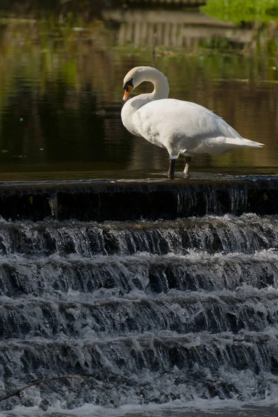 Cisne Mudo Cygnus Olor Solo Pájaro Parte Superior Weit River —  Fotos de Stock