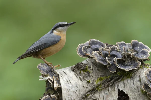 Nuthatch Sitta Europaea Ave Solteira Fungos Warwickshire Outubro 2021 — Fotografia de Stock