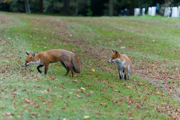 Red Fox Vulpes Vulpes Two Mammals Grass October 2021 — Stock Photo, Image