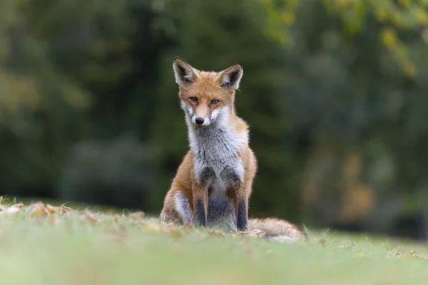 Red Fox Vulpes Vulpes Single Mammal Grass October 2021 — Stock Photo, Image