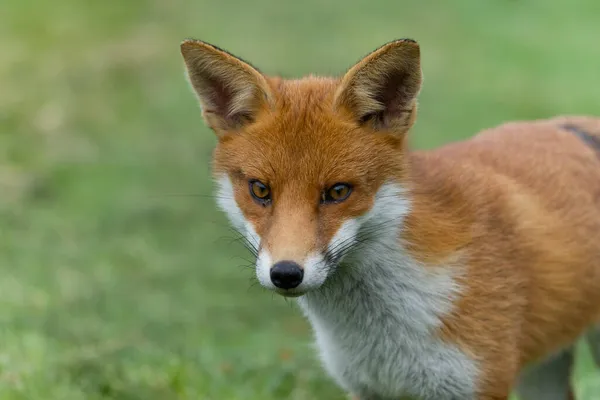 Rotfuchs Vulpes Vulpes Einzelnes Säugetier Auf Gras Oktober 2021 — Stockfoto