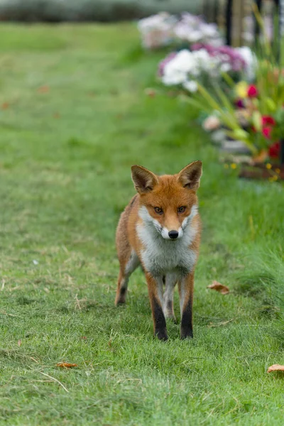 Rotfuchs Vulpes Vulpes Einzelnes Säugetier Auf Dem Kirchhof Oktober 2021 — Stockfoto