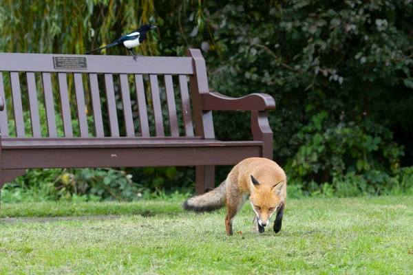 Kızıl Tilki Vulpes Vulpes Park Banklarında Tek Memeli Ekim 2021 — Stok fotoğraf