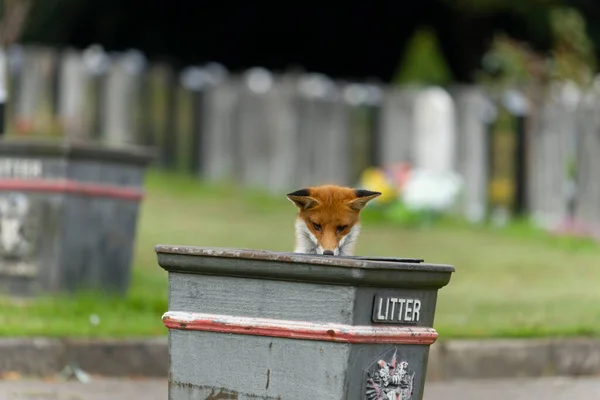 Red Fox Vulpes Vulpes Single Mammal Churchyard Litter Bin October — Stock Photo, Image