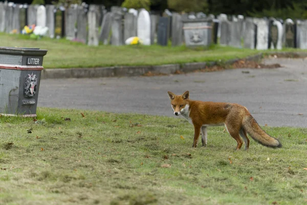 单头哺乳动物在教堂墓地和垃圾箱 2021年10月 — 图库照片