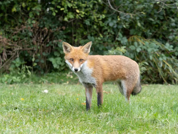 Red Fox Vulpes Vulpes Single Mammal Grass October 2021 — Stock Photo, Image