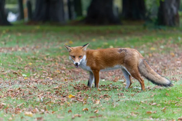 Kızıl Tilki Vulpes Vulpes Çimenlerdeki Tek Memeli Ekim 2021 — Stok fotoğraf