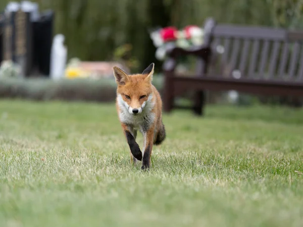 Liška Obecná Vulpes Vulpes Samoživitel Hřbitově Říjen 2021 — Stock fotografie