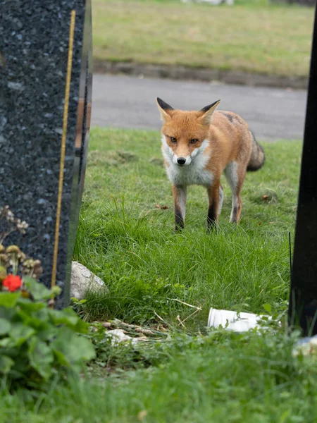 单头哺乳动物在教堂墓地 2021年10月 — 图库照片