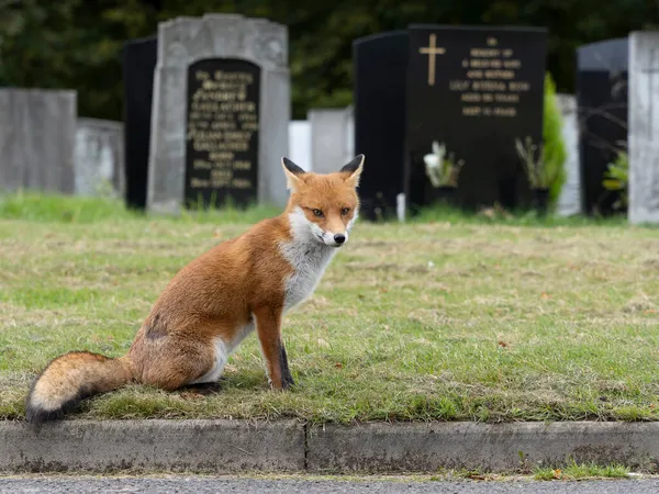 单头哺乳动物在教堂墓地 2021年10月 — 图库照片