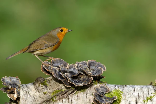 Robin Erithacus Rubecula Uccello Single Sui Funghi Warwickshire Ottobre 2021 — Foto Stock