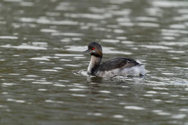 Fekete Nyakú Szürke Podiceps Nigricollis Egy Madár Vízen Staffordshire Október — Stock Fotó