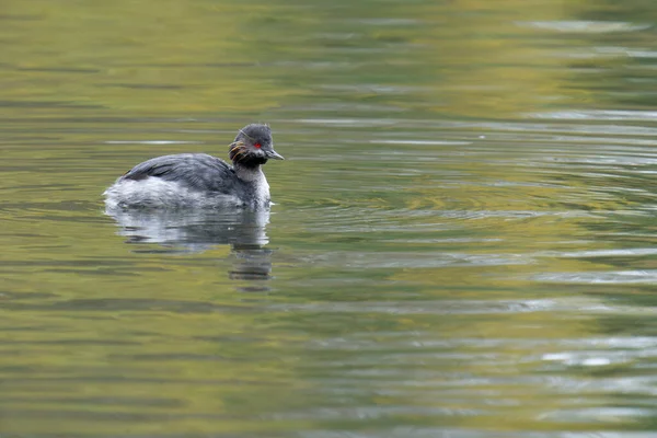 Grebe Černým Krkem Podiceps Nigricollis Single Bird Water Staffordshire Říjen — Stock fotografie