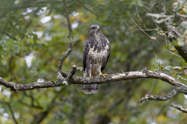 Mäusebussard Buteo Buteo Einzelvogel Auf Zweig Warwickshire Oktober 2021 — Stockfoto