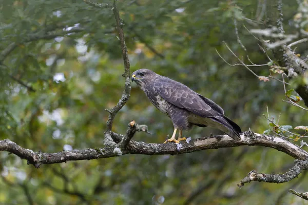 Běžný Krkavec Buteo Buteo Jediný Pták Větvi Warwickshire Říjen 2021 — Stock fotografie